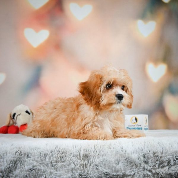 F1 Cavapoo Puppy for Sale