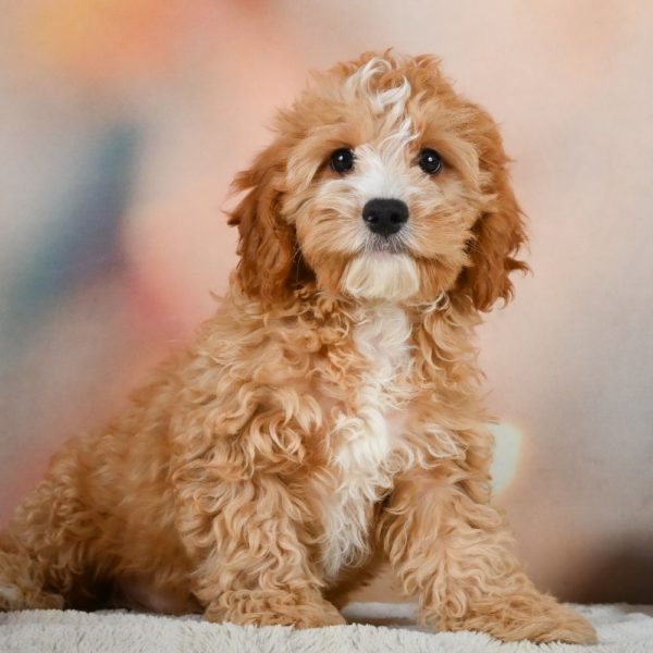 F1 Cavapoo Puppy for Sale