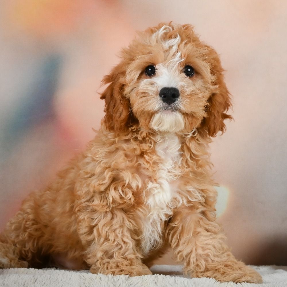 F1 Cavapoo Puppy for Sale in NYC