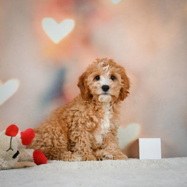 F1 Cavapoo Puppy for Sale