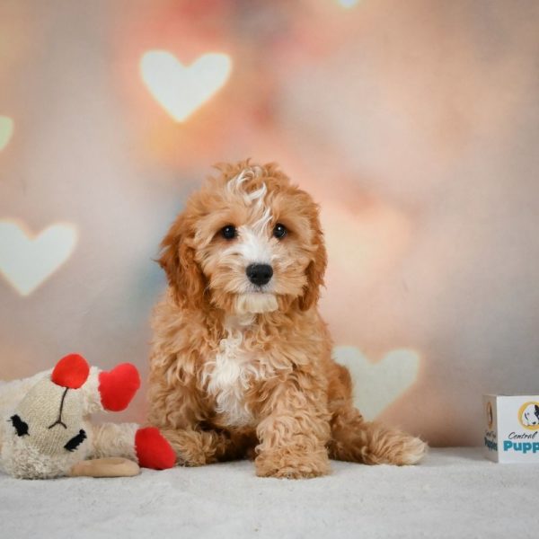 F1 Cavapoo Puppy for Sale