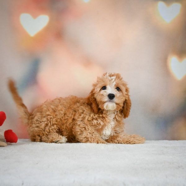 F1 Cavapoo Puppy for Sale