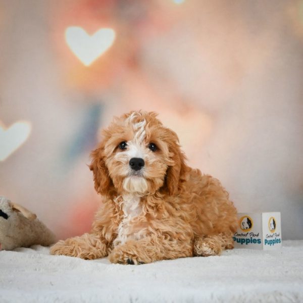 F1 Cavapoo Puppy for Sale