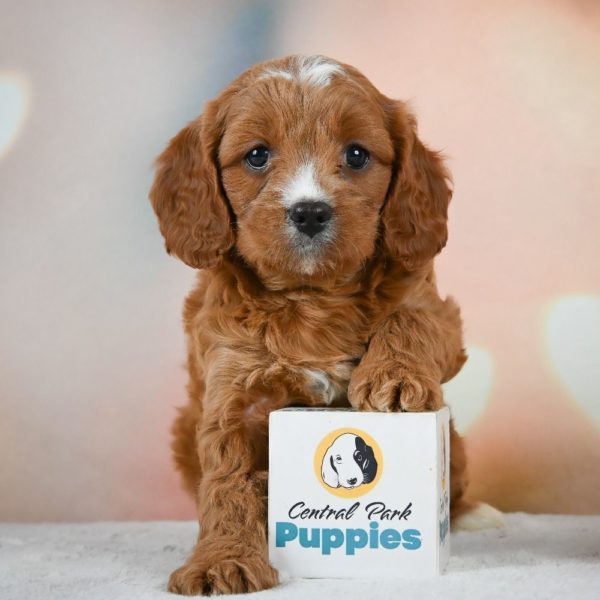 F1 Cavapoo Puppy for Sale