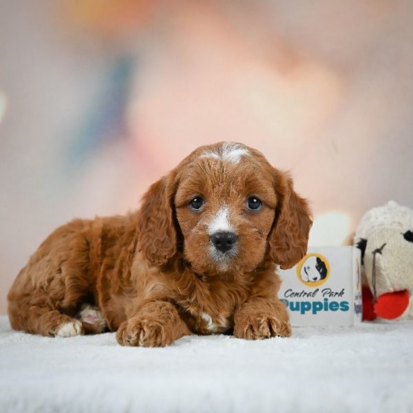 F1 Cavapoo Puppy for Sale