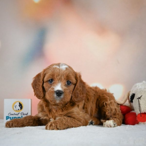 F1 Cavapoo Puppy for Sale