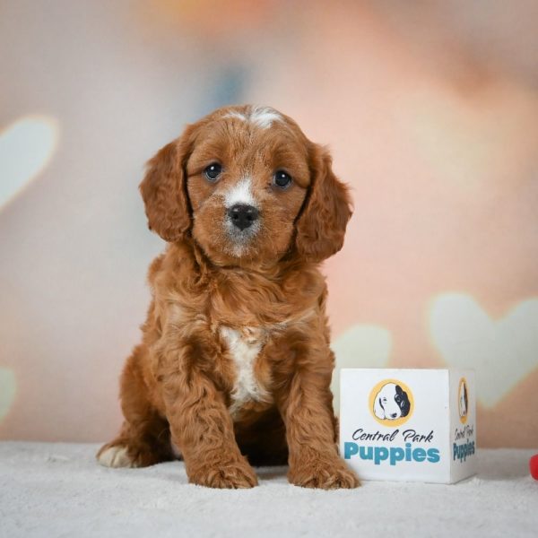 F1 Cavapoo Puppy for Sale