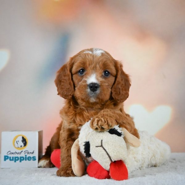 F1 Cavapoo Puppy for Sale