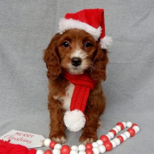 F1b Cavapoo Puppy for Sale