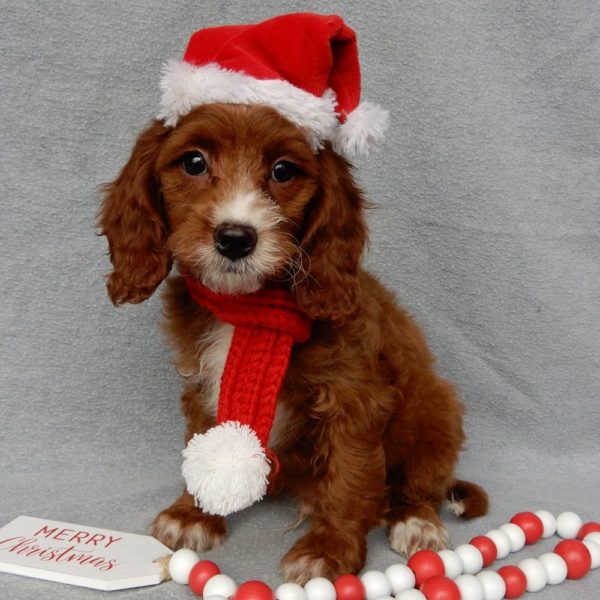 F1b Cavapoo Puppy for Sale