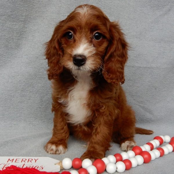 F1b Cavapoo Puppy for Sale