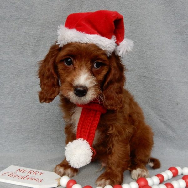 F1b Cavapoo Puppy for Sale