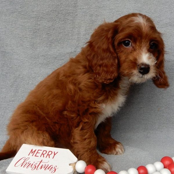 F1b Cavapoo Puppy for Sale