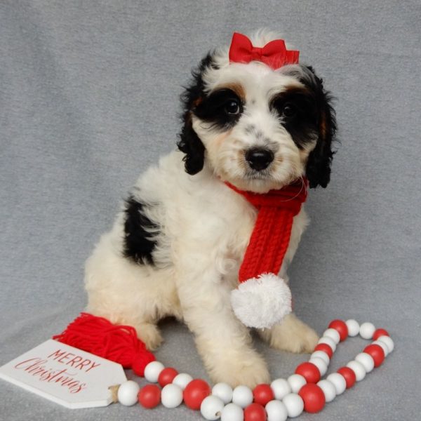 F1 Cockapoo Puppy for Sale