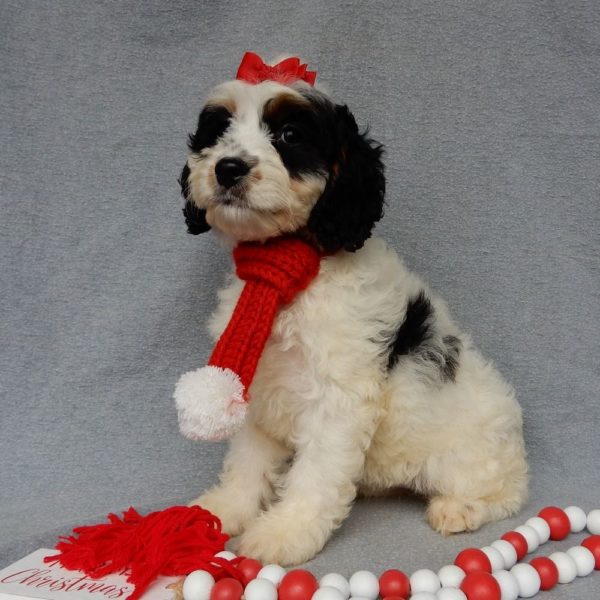 F1 Cockapoo Puppy for Sale