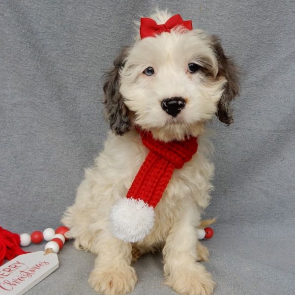 F1 Cockapoo Puppy for Sale