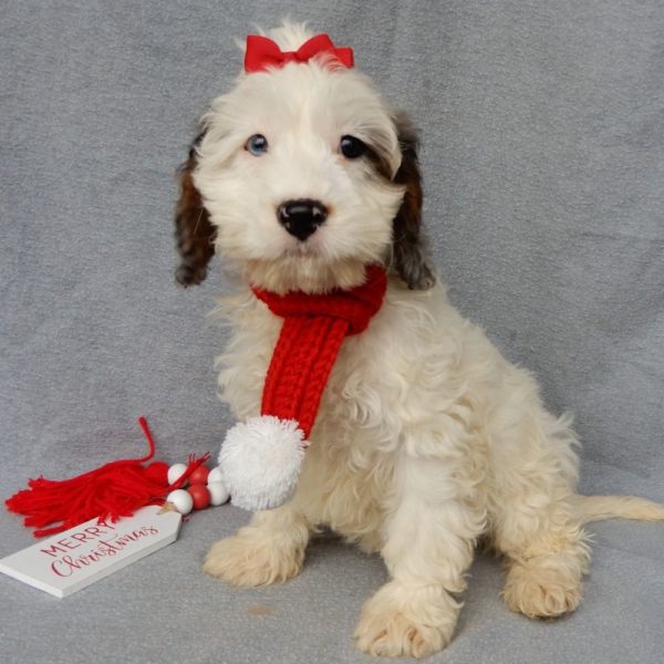 F1 Cockapoo Puppy for Sale