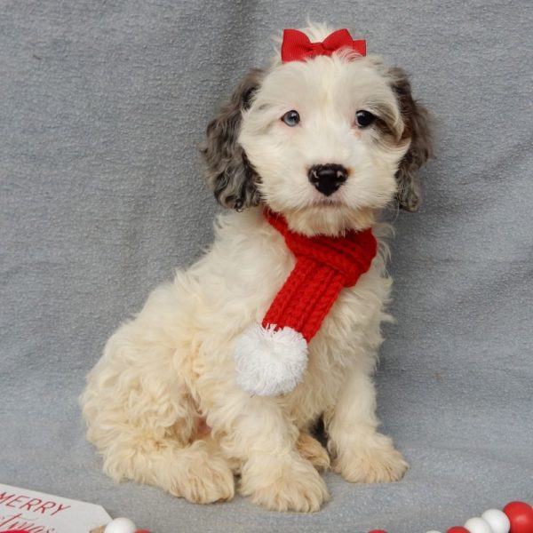 F1 Cockapoo Puppy for Sale