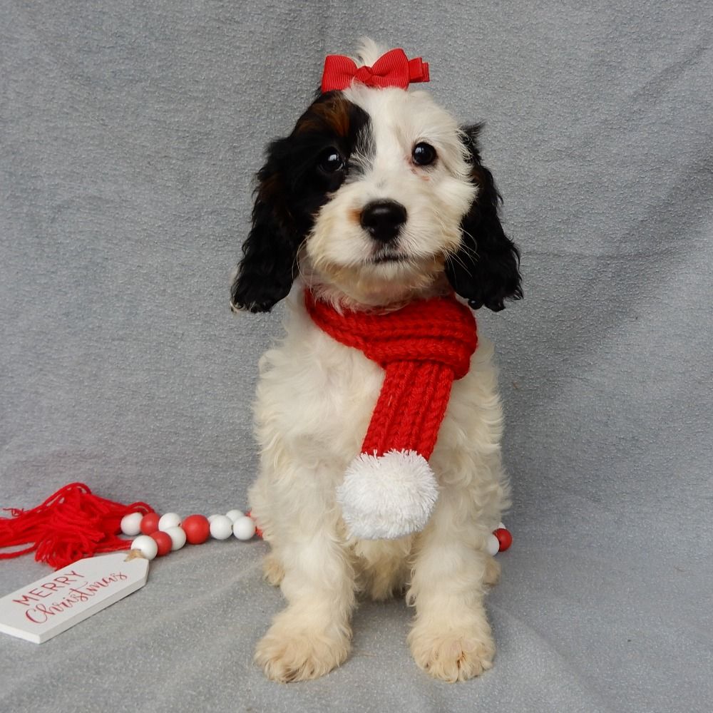 F1 Cockapoo Puppy for Sale in NYC