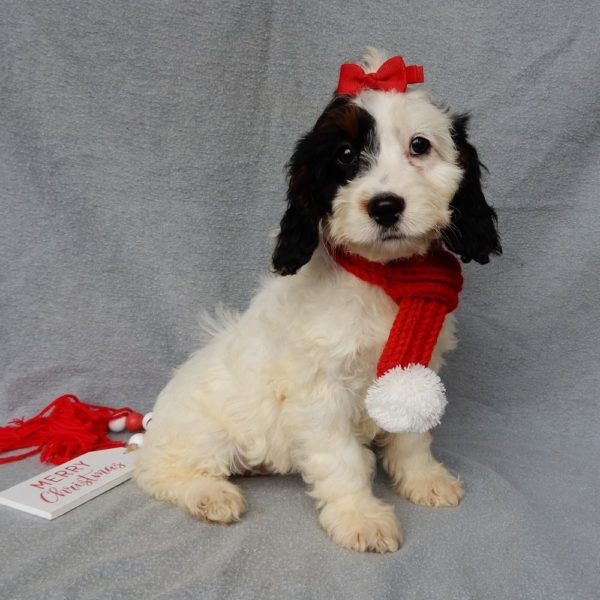 F1 Cockapoo Puppy for Sale