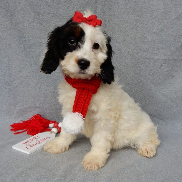 F1 Cockapoo Puppy for Sale