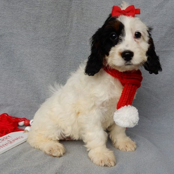 F1 Cockapoo Puppy for Sale