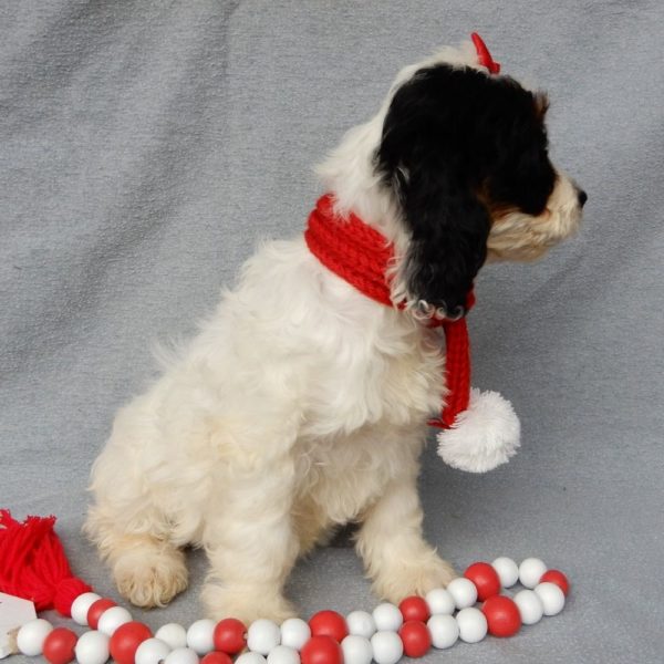 F1 Cockapoo Puppy for Sale