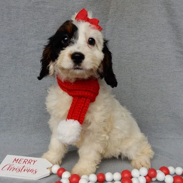 F1 Cockapoo Puppy for Sale