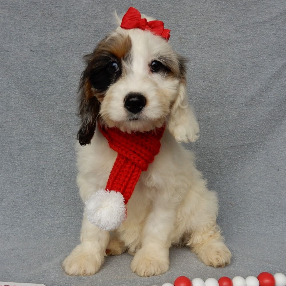 F1 Cockapoo Puppy for Sale in NYC