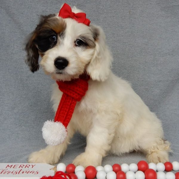 F1 Cockapoo Puppy for Sale