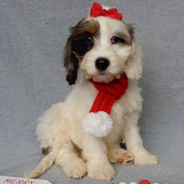 F1 Cockapoo Puppy for Sale