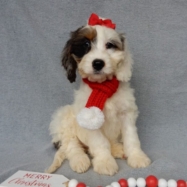 F1 Cockapoo Puppy for Sale