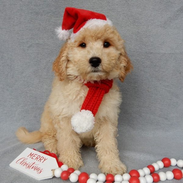 F1b Mini Goldendoodle Puppy for Sale