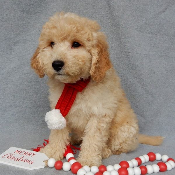 F1b Mini Goldendoodle Puppy for Sale