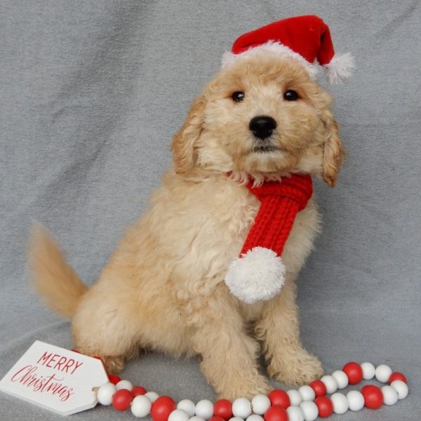 F1b Mini Goldendoodle Puppy for Sale