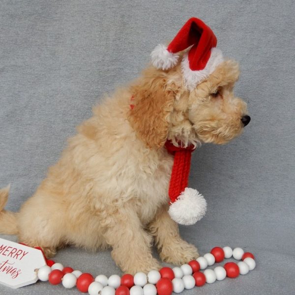 F1b Mini Goldendoodle Puppy for Sale