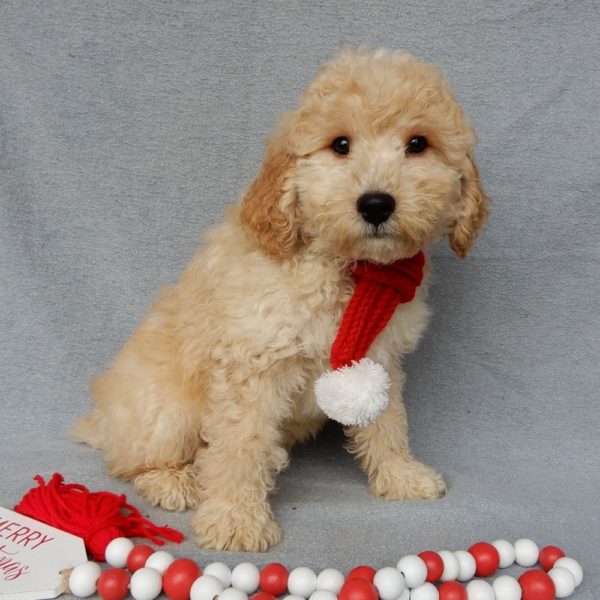 F1b Mini Goldendoodle Puppy for Sale