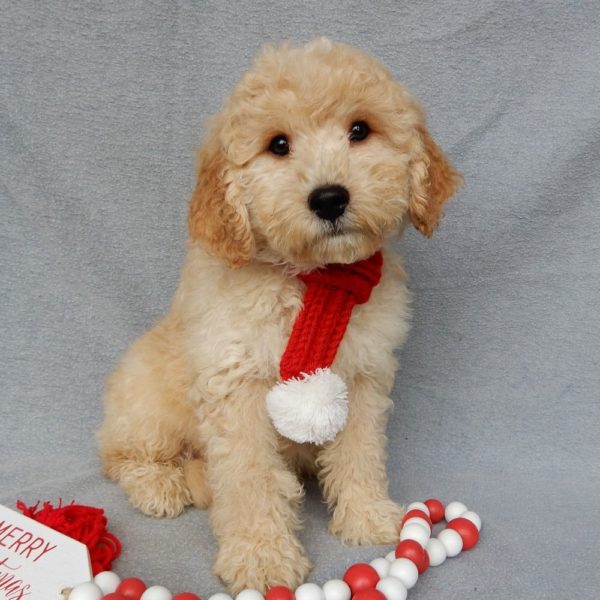 F1b Mini Goldendoodle Puppy for Sale