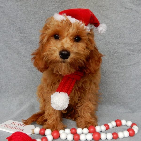 F1b Toy Cavapoo Puppy for Sale