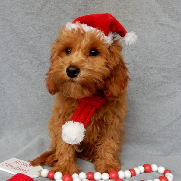 F1b Toy Cavapoo Puppy for Sale