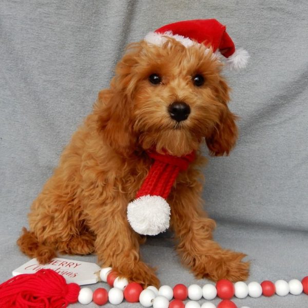 F1b Toy Cavapoo Puppy for Sale