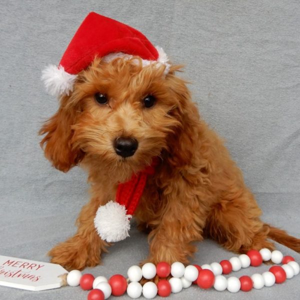 F1b Toy Cavapoo Puppy for Sale