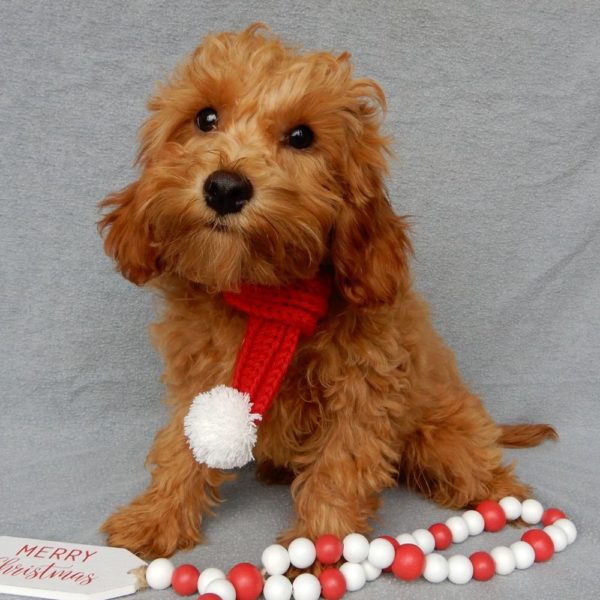 F1b Toy Cavapoo Puppy for Sale