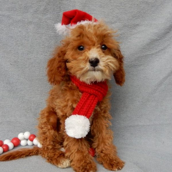 F1b Toy Cavapoo Puppy for Sale