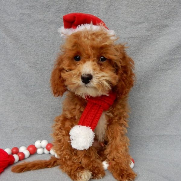 F1b Toy Cavapoo Puppy for Sale