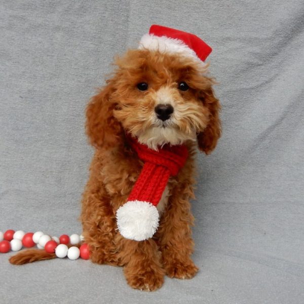 F1b Toy Cavapoo Puppy for Sale