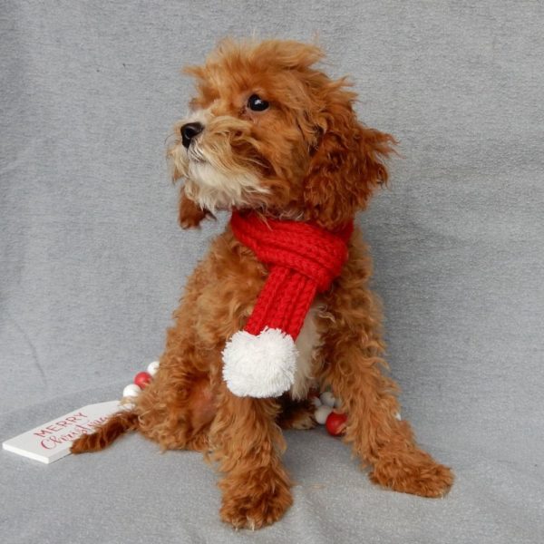 F1b Toy Cavapoo Puppy for Sale