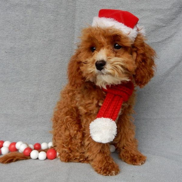 F1b Toy Cavapoo Puppy for Sale