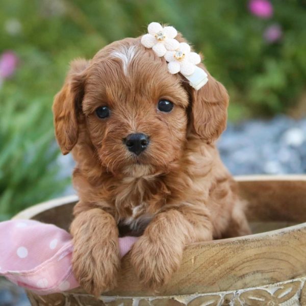 F1 Cavapoo Puppy for Sale