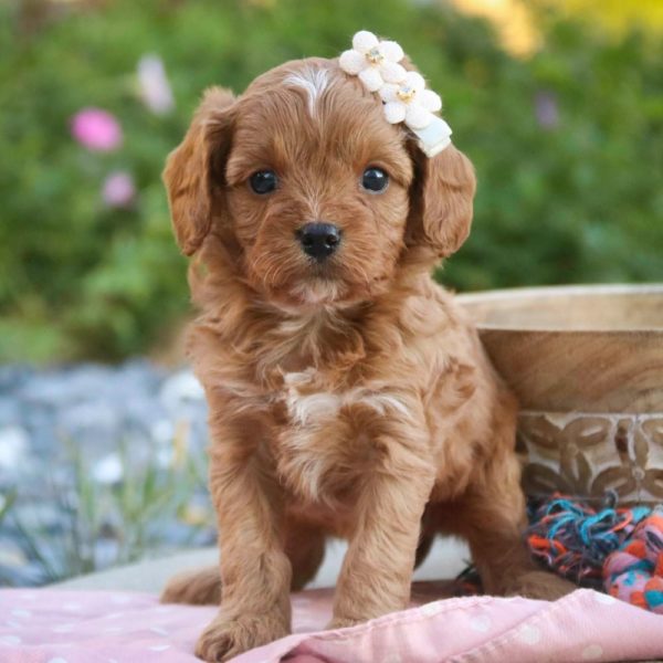 F1 Cavapoo Puppy for Sale